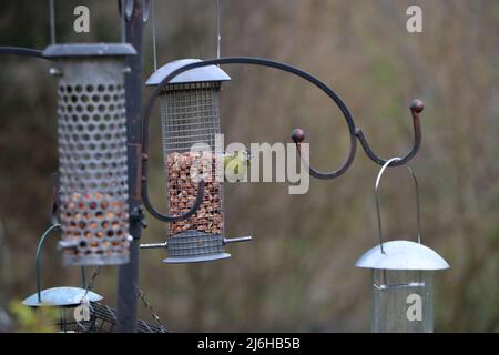 Siskin guckt um das Vogelfutterhäuschen herum Stockfoto