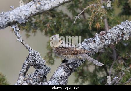 Eurasische Wendehals (Jynx Torquilla) Stockfoto