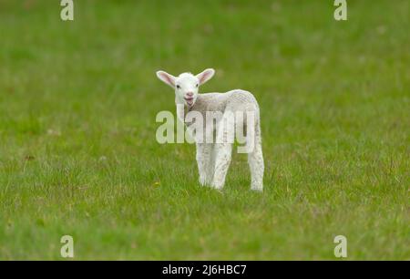 Nahaufnahme eines niedlichen, neugeborenen Lammes auf der Suche nach ihrer Mutter und gebleicht. Stand auf einer grünen Wiese und schaute nach hinten. Hintergrund bereinigen. Horizontal. Kopieren Stockfoto