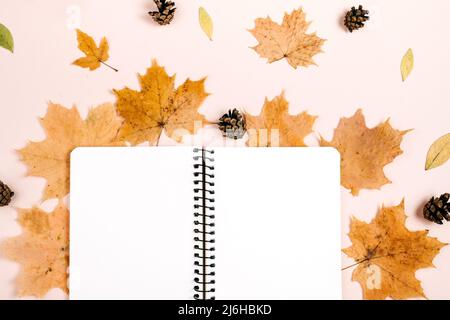 Flache Lay-Komposition mit trockenen Ahornblättern, Notizbuch und Tannenzapfen auf rosa Hintergrundwand im Studio. Kreativer Herbst, Danksaggestein, Herbst, Halle Stockfoto