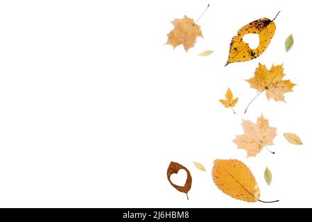 Verschiedene kleine trockene Blätter auf weißer Hintergrundwand im Studio mit Platz für Werbung. Kreativer Herbst, Danksagewort, Herbst, halloween-Konzept. Stockfoto