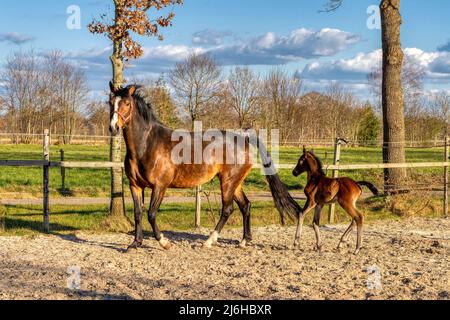 Eine Woche altes dunkelbraunes Fohlen galoppiert und springt mit ihrer Mutter draußen in die Sonne. stute mit rotem Halfter. Warmblut, KWPN Dressurpferd. Tierische Themen Stockfoto