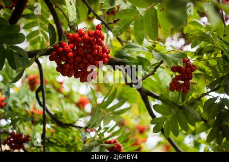 Ein Äste von Eberesche mit roten Beeren. Herbst und natürlicher Hintergrund. Herbst Eberesche Beeren und Blätter. Speicherplatz kopieren. Stockfoto