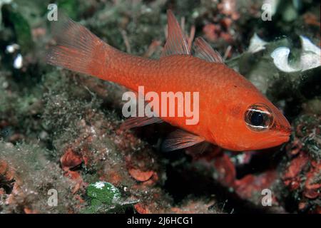 Mediterraner Kardinalfisch (Apogon imberbis), Ponza, Pontinische Inseln, Italien, Mittelmeer Stockfoto