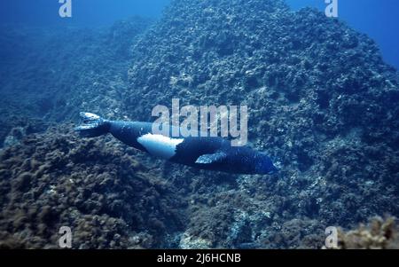 Mittelmeer-Mönchsrobbe, Mönchsrobbe (Monachus monachus), sehr seltenes Tier im Mittelmeer, auf der Insel Zakynthos, in Griechenland, im Mittelmeer, in Europa Stockfoto