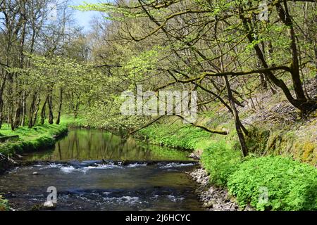 Ein toller Spaziergang in den Tiefen von Chee Dale im Derbyshire Peak District. Stockfoto