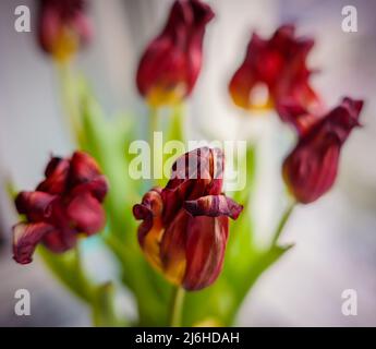 Verdorrte und trockene Tulpen. Geringe Schärfentiefe. Stockfoto