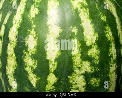 Quadratischer Hintergrund mit gestreiften Schalen von Wassermelone. Sommerliche Fruchtstruktur. Hintergrund mit grünem Wassermelonenmuster Stockfoto