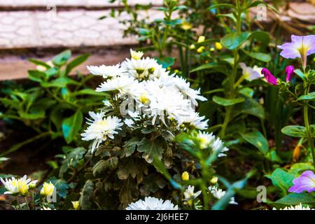 Nahaufnahme Chrysanthemum Blume . Weiße Blumen im Garten. Diese Blume wächst im Winter und mag kaltes Wetter. Dies ist eine Art asiatischer Blume Stockfoto