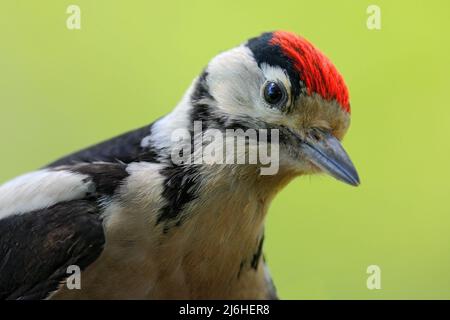 Großer Specht mit Punktmuster, Nahaufnahme des Vogelkopfs mit roter Mütze, schwarz-weißes Tier, Tschechische Republik Stockfoto