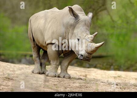 Weißes Nashorn, Ceratotherium simum, mit großem Horn, Afrika Stockfoto