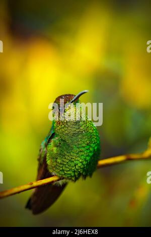 Kupferköpfiger Smaragd, Elvira Cupreiceps, schöner Kolibri aus, grüner Vogel, Szene im tropischen Wald, Tier im natürlichen Lebensraum, La Paz, Cor Stockfoto