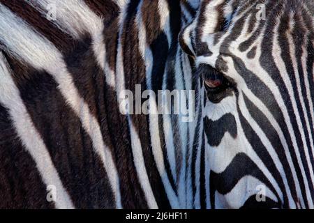 Monochromatisches Bild des Gesichts eines Zebras von Grevy, großes Auge in den schwarz-weißen Streifen, Detail Tierportrait, Kenia Stockfoto