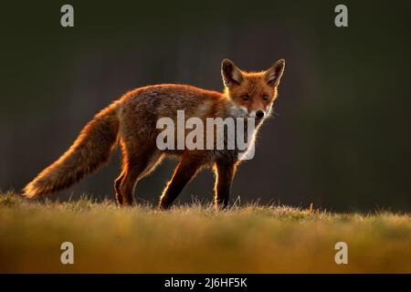 Rotfuchs, Vulpes vulpes, schönes Tier am grünen Wald mit Blumen, im Naturlebensraum, Abendsonne mit schönem Licht, Sonnenuntergang, Deutschland Stockfoto