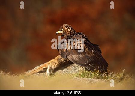 Raubvögel Goldener Adler (Aquila chrysaetos) mit tödlichem Rotfuchs auf Stein - Foto mit schönem verwackelten orangefarbenen Herbstwald im Hintergrund Stockfoto