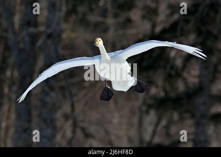 Fliegender weißer Vogel, Whooper Swan, Cygnus cygnus, mit dunklem Wald im Hintergrund, Hokkaido, Japan Stockfoto