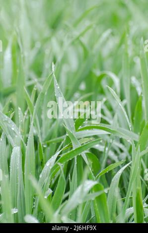 Niedrige Ansicht einer grünen Wiese mit Wassertropfen auf den Grashalmen Stockfoto