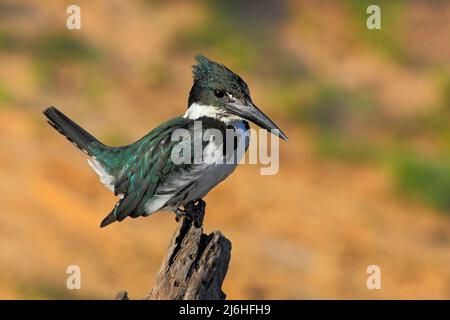 Grün-weißer Vogel Amazon Kingfisher, Chloroceryle amazona, sitzend auf dem Ast, Baranco Alto, Pantanal, Brasilien Stockfoto