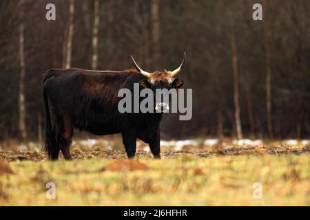 Aurochs, Bos primigenius primigenius, großer brauner Bulle auf der Wiese Stockfoto