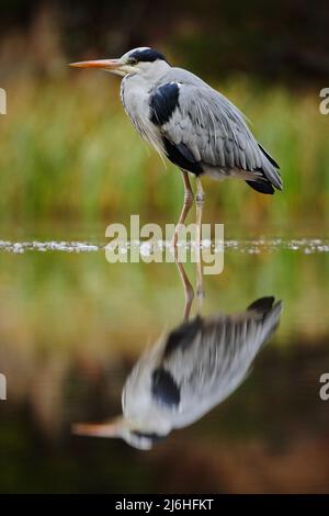 Graureiher, Ardea cinerea, im Wasser, Reflexion im Fluss, verschwommenes Gras im Hintergrund, großer Wasservogel im Naturlebensraum, Slowakei Stockfoto