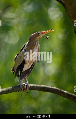 Kleine Bittern, Ixobrychus minutus, sitzend auf dem Ast mit Biene Stockfoto