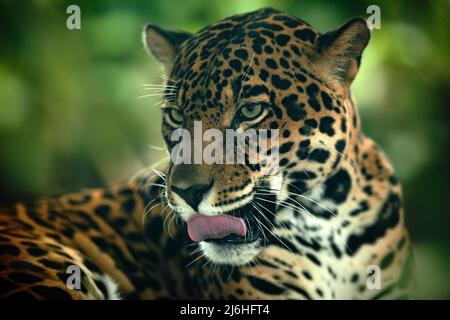 Jaguar. Detail Kopf Porträt der wilden Katze. Großes Tier in der Natur Lebensraum. Jaguar in Costa Rica Tropenwald. Stockfoto