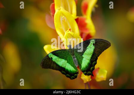 Grüne Schwalbenschwanzbuterfly, Papilio palinurus, Insekt in der Natur, rote und gelbe Lianenblüte, Indonesien, Asien Stockfoto