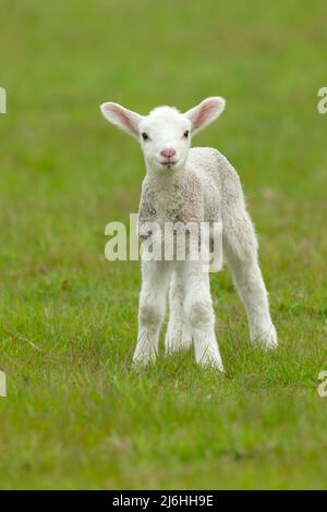 Nahaufnahme eines niedlichen, neugeborenen Lammes im Frühling, das nach vorne zeigt und auf einer grünen Wiese steht. Hintergrund bereinigen. Vertikal. Speicherplatz kopieren. Stockfoto