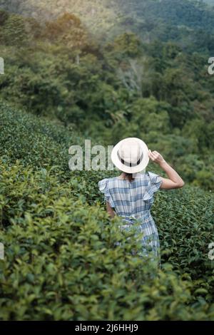 Glückliche Frau Tourist in blauem Kleid und Hut genießen Sie schöne Tea Garden.Traveler Besuch in grünen natürlichen Hügeln am Morgen. Reise, Urlaub, Reise und j Stockfoto