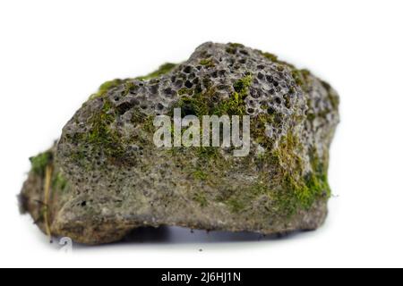 Alter poröser Stein, bewachsen mit Moos auf weißem Grund. Stein für Textur Stockfoto