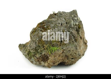 Alter poröser Stein, bewachsen mit Moos auf weißem Grund. Stein für Textur Stockfoto