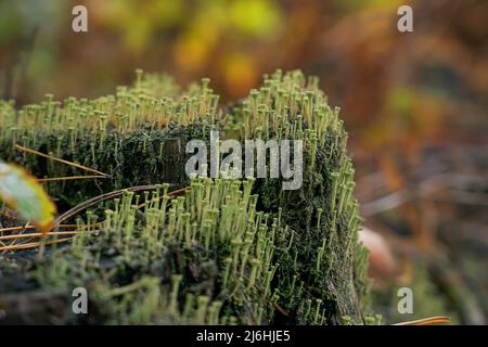 Grünes Moos mit Sporen auf dem Stumpf. Moosblüte Stockfoto