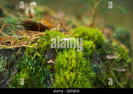 Grünes Moos mit Sporen auf dem Stumpf. Moosblüte Stockfoto