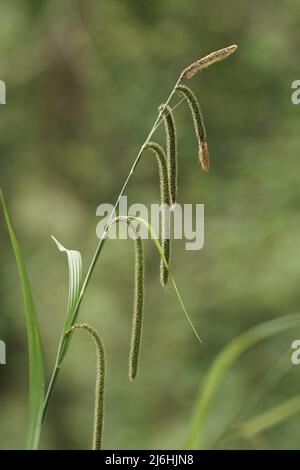 Carex pendula (hängende Säge) Stockfoto