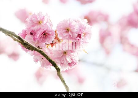 Zweig mit rosa Kirschblüten auf einem schönen blühenden Baum im Frühjahr, Kopierraum, ausgewählter Fokus, enge Schärfentiefe Stockfoto