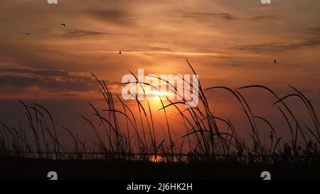 Schilf, Gras vor Hintergrund orange aufgehende untergehende Sonne, schöne Abend Seestücke goldene Farben. Sonnenaufgang, Sonnenuntergang, Silhouetten Vögel, Möwen gegen b Stockfoto