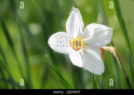 Blume der Dichter Narzissen (Narcissus poeticus) mit weißen Blütenblättern und einem gelb-roten Ring im Inneren wächst in einer grünen Wiese, Kopierraum, ausgewählter Fokus, n Stockfoto