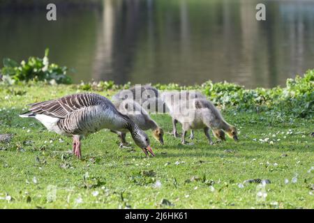 Graugans mit Gänsen, die Gras auf dem Rasen fressen, während sie durch den Park zum See laufen, Kopierraum, ausgewählter Fokus, enge Schärfentiefe Stockfoto