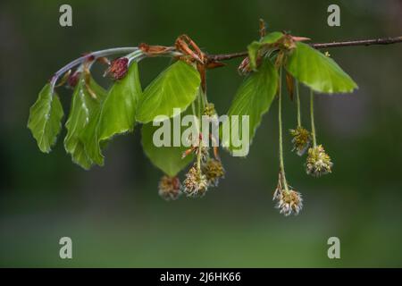 Buche (Fagus sylvatica) mit jungen Blättern und hängenden behaarten männlichen Blüten im Frühjahr, dunkelgrüner Hintergrund, Kopierraum, ausgewählter Fokus, enger Abgrund Stockfoto