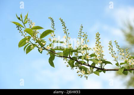 Weiße Blüten von Vogelkirsche oder Hagelbeerbaum (Prunus padus) auf einem Ast gegen den blauen Himmel im Frühjahr, Kopierraum, ausgewählter Fokus, enge Tiefe von Stockfoto