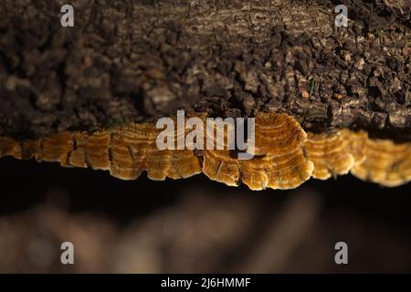 Biom von Teneriffa - Truthahnschwanzpilze, Trametes versicolor, auf altem Baum Stockfoto