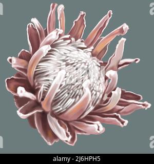 Protea. Aquarell rosa Proteus. Eine trockene Blume ist realistisch auf einem grauen Hintergrund. Rosa Blütenblätter und weißer Kern detailliert Stockfoto