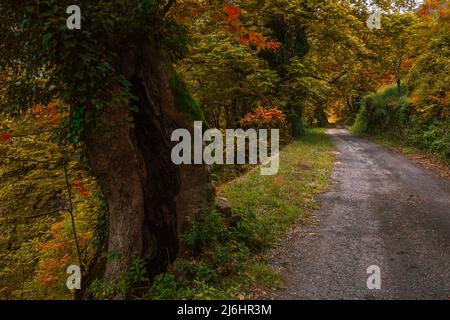 Goldener Herbstwald nach dem Regen, die wunderschönen moosigen Stämme der alten Buchen im Morgennebel, eine Atmosphäre von Mysterium und Märchen Stockfoto