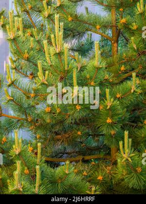 Junge Kiefernspitzen mit neuen und alten Kiefernzapfen Stockfoto