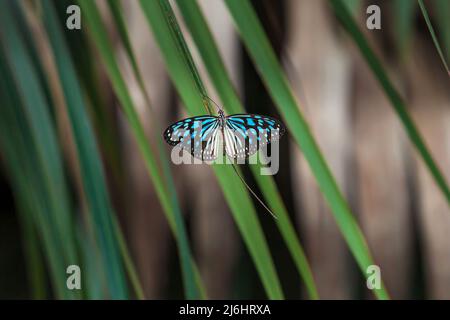 Nicht identifizierter Schmetterling, der im Sonnenlicht auf Palmenblättern sonnenbaden kann, leuchtend blaue Flügel gegen grüne Blätter und im Hintergrund verschwommener Mangrovenwald. Stockfoto