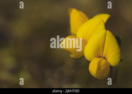 Wilde gelbe Blume auf einem Feld. Mit Hintergrund in Vintage-Tönen und Platz für Kopie. Natürliche Bilder Stockfoto