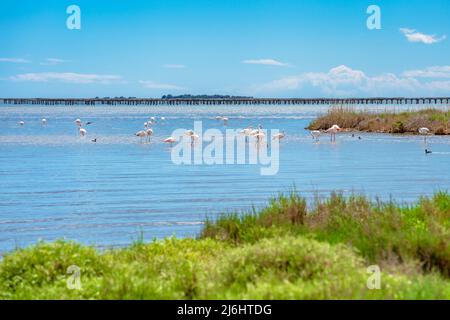 Einige Flamingos im Parc Natural del Delta del Ebro Stockfoto