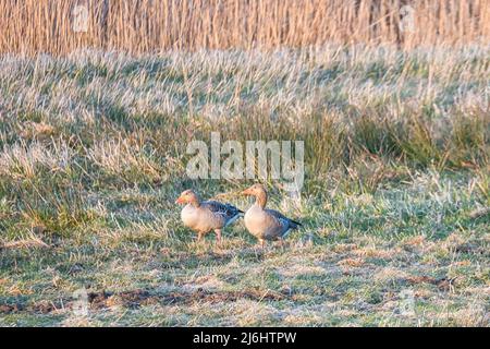 Wildgänse auf einer Wiese bei Sonnenuntergang in Abendstimmung. Zugvögel in Zingst am Darss. Tierbeobachtungen und Vogelaufnahmen Stockfoto