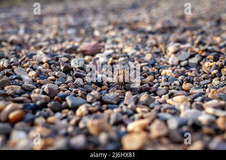 Hintergrund von kleinen Kieselsteinen und Steinen an der Küste oder im Garten Stockfoto