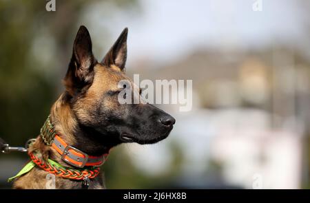 02. Mai 2022, Sachsen-Anhalt, Magdeburg: Karkassenschnüffelhund Lili steht im Herrenkrug in Magdeburg. Sachsen-Anhalt wird künftig einen eigenen Schlachtkörperschnüffelhund im Kampf gegen die Afrikanische Schweinepest einsetzen können. Der zwei Jahre alte belgische Schäferhund (Malinois) Lili wird darauf trainiert, tote Wildschweine zu entdecken. Foto: Ronny Hartmann/dpa/ZB Stockfoto